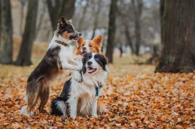 obedient dog breed border collie. Portrait, autumn, nature, tricks, training