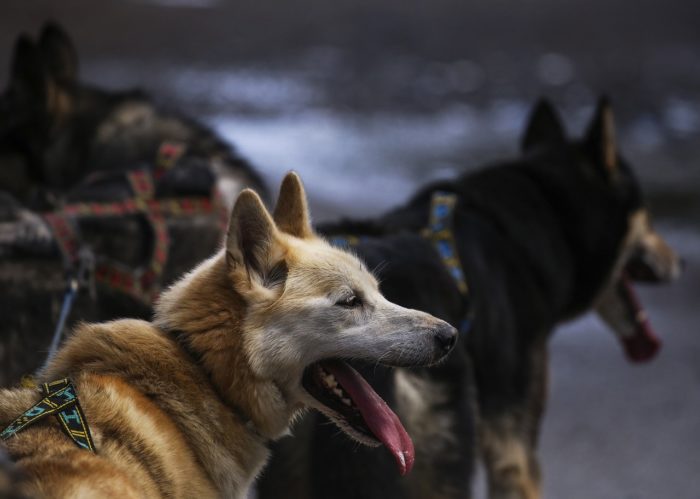 accessoires chien