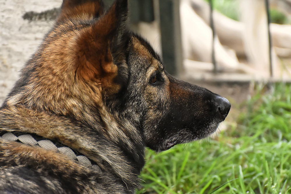 pension canine