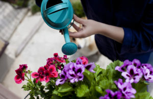 Quelle plante mettre dans votre jardin en ce début d’année ? plante pour jardin
