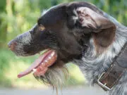 collier chien