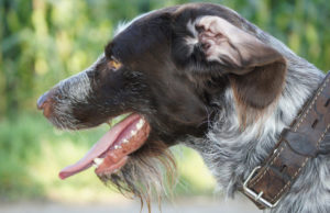 collier chien