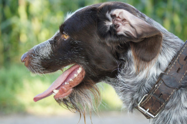 collier chien