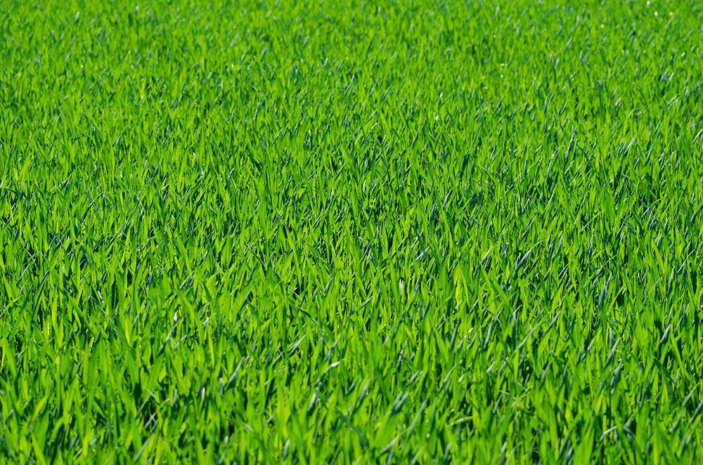 fertilisant naturel