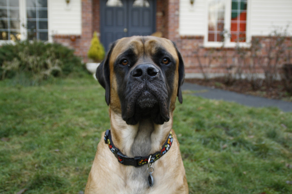 médaille chien