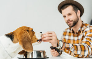 aliments chien