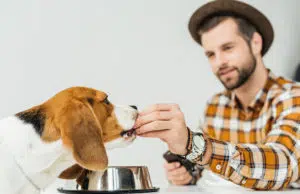 aliments chien