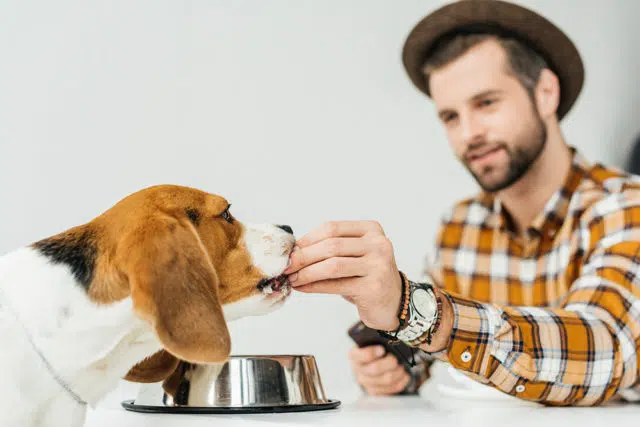 aliments chien aliments chien
