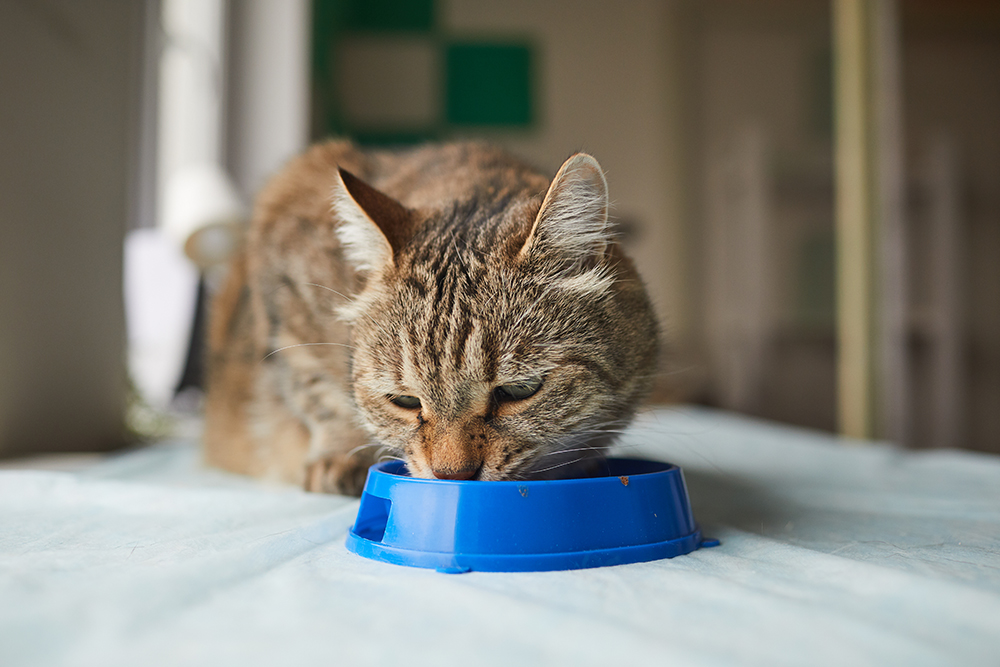 chat carnivore