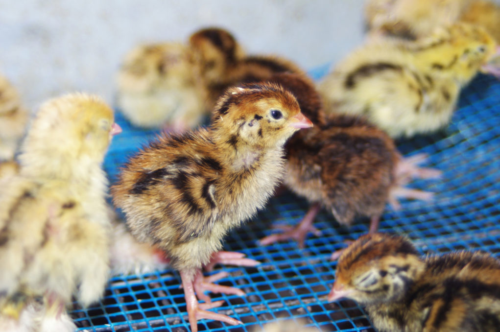 couveuse poule