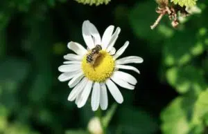 Quelles sont les étapes pour éradiquer les frelons rapidement ? éradiquer frelon