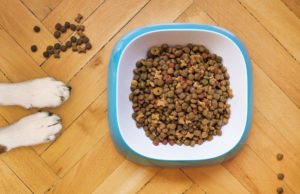 croquette chien