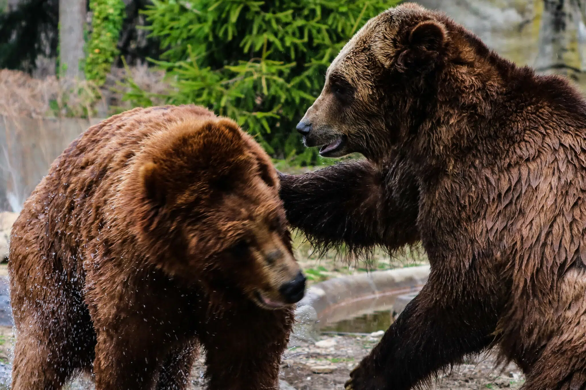 melles pays de l'ours