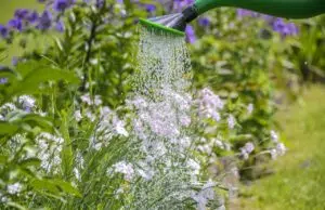 Arroser les plantes du jardin en 5 leçons : suivez nos conseils !