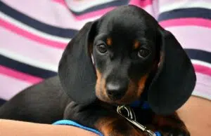 assurance pour chien de race