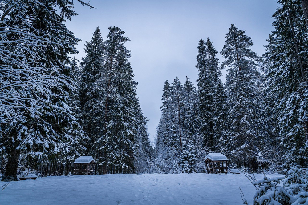 jardin hiver