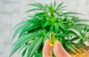 CBD : quelles sont les différences entre résine, huile et fleurs ? cbd resine huile fleur