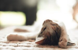 couchage atypique chat