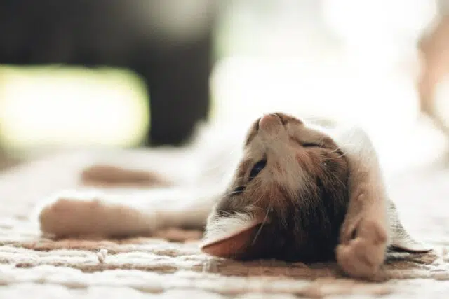 couchage atypique chat couchage atypique chat