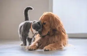 Pourquoi est-il important d’assurer son animal de compagnie ?