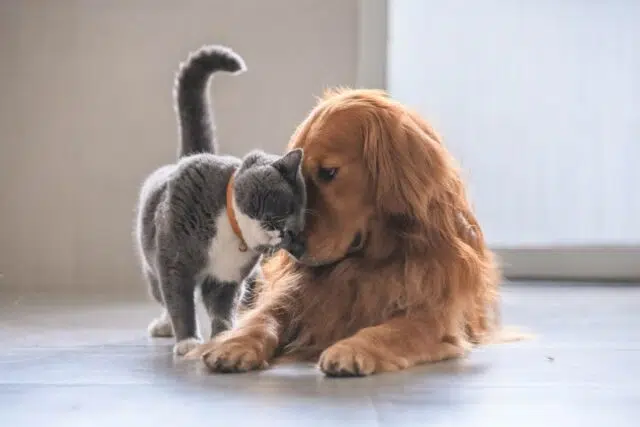 important-compagnie.jpg