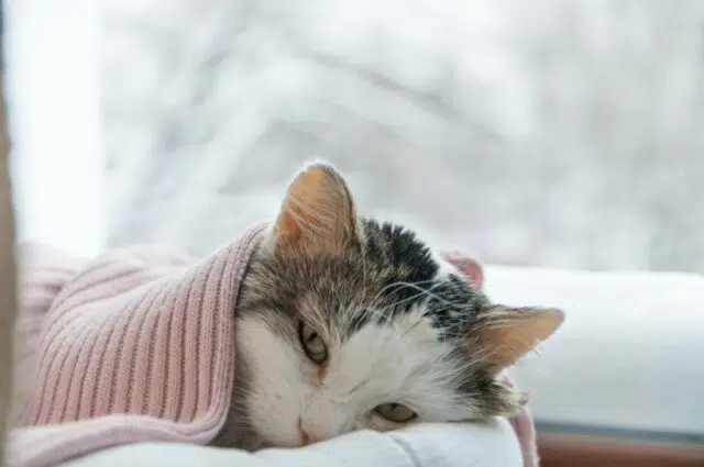 visu-que-faire-si-votre-chat-est-regulierement-malade.jpg
