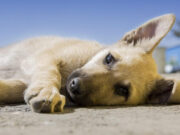 Substances toxiques pour les chiens