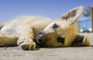 Substances toxiques pour les chiens