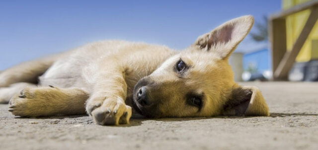 Substances toxiques pour les chiens