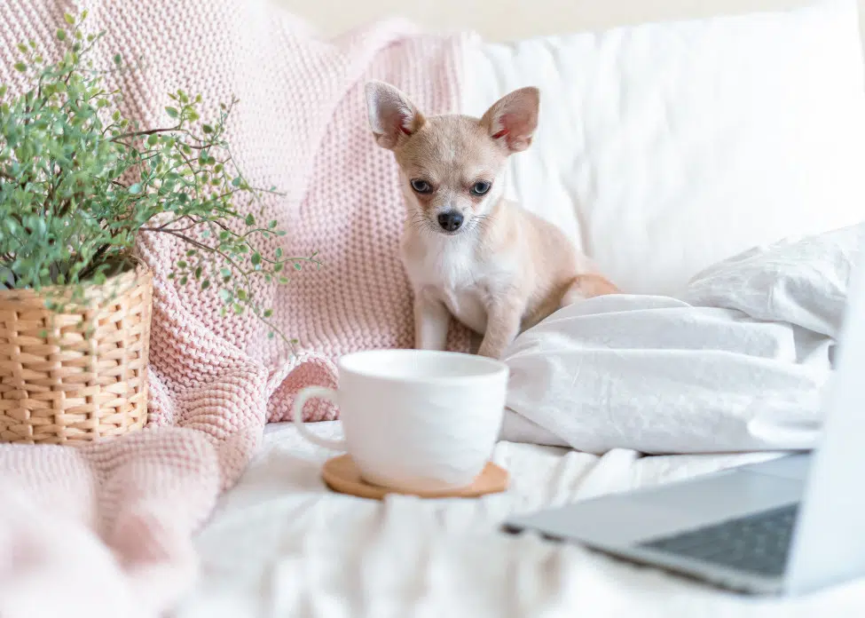 aliment toxique chien
