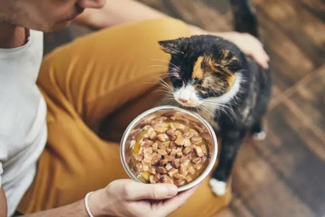 alimentation-vraiment-votre-chat-aime.jpg