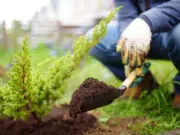 jardinage