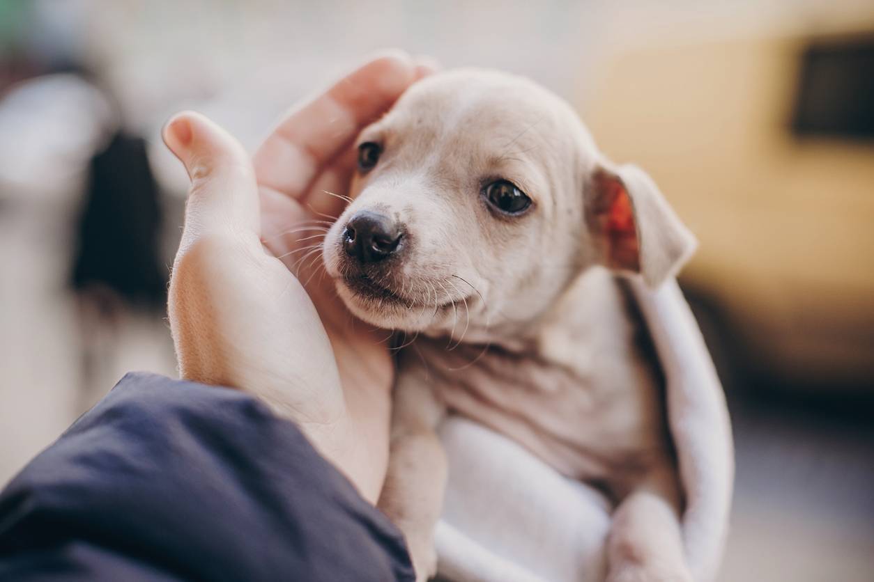 adoption chien