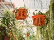 une déco avec des plantes tombantes