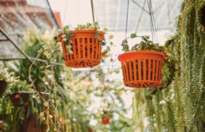 une déco avec des plantes tombantes