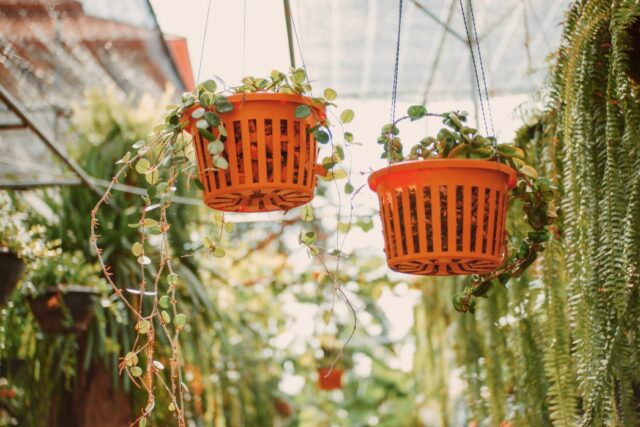 une déco avec des plantes tombantes