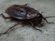 débarrasser des cafards