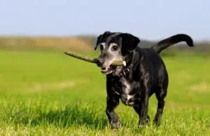 Chien senior : comment maintenir un vieux chien en bonne santé ?