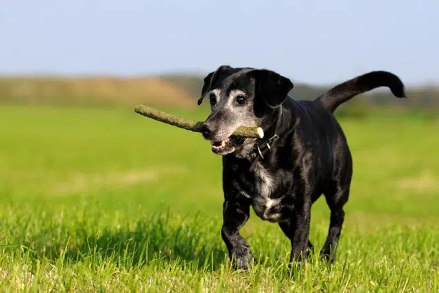 Hundesenior mit Stöckchen