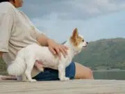 assurrance chien