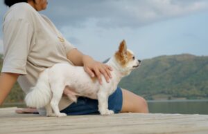 assurrance chien
