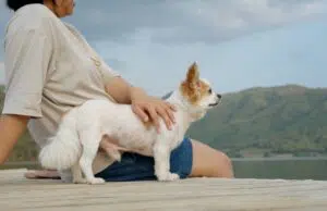 assurrance chien