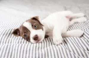 Conseils à suivre lorsque vous laissez votre chien seul chien seul