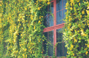 murs végétaux extérieur