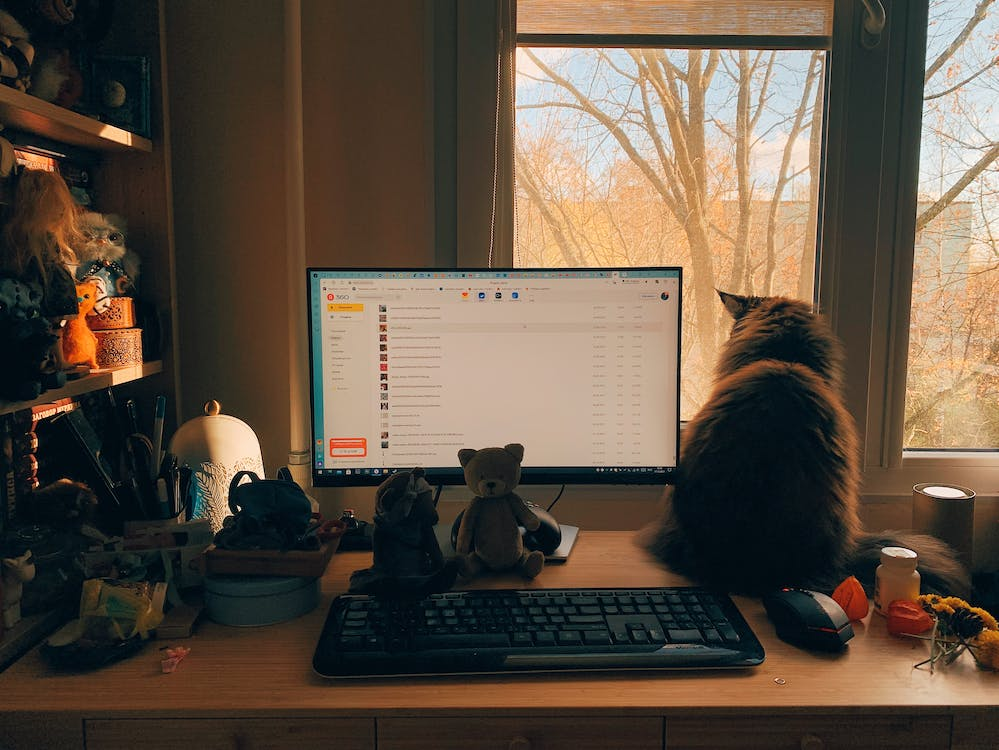 travailler avec chat