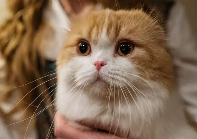 chat femelle chat femelle