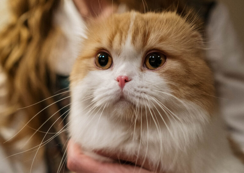 nom de chat femelle original et court