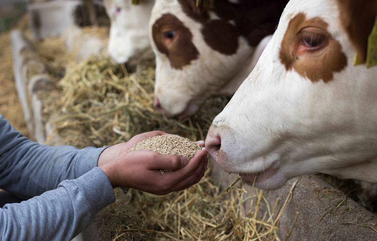 alimentation adaptée vaches