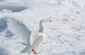 Comment est nommé le bébé de l’oie ? nom oie