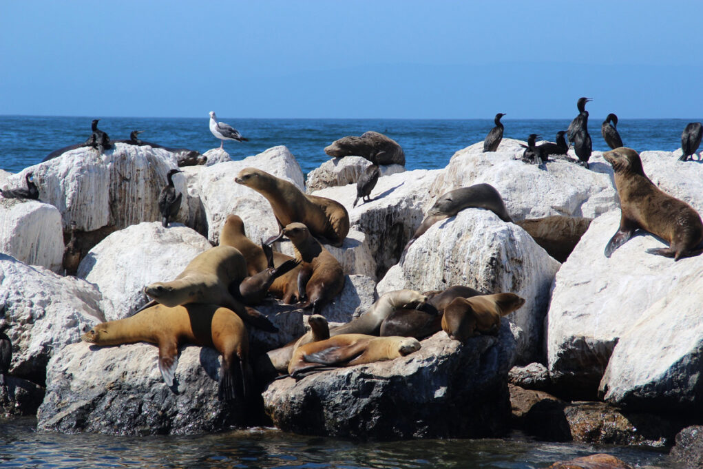 animaux d'islande